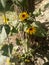 Helianthus Annuus