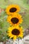 Helianthus Annuus - Beautiful Common Sunflower Flower