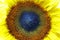 Helianthus annuus a beautiful sunflower just beginning to bloom 3