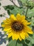 Helianthus annuus, the common sunflower