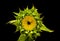 Helianthus annuus, the common sunflower,