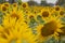 Helianthus annuus, the common sunflower, is a large annual forb of the genus Helianthus grown as a crop for its edible oil and