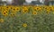 Helianthus annuus, the common sunflower, is a large annual forb of the genus Helianthus grown as a crop for its edible oil and