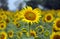 Helianthus annuus, the common sunflower, is a large annual forb of the genus Helianthus grown as a crop for its edible oil and