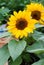 Helianthus annuus, small and potted sunflowers. small flower size