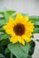 Helianthus annuus, small and potted sunflowers. small flower size