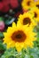 Helianthus annuus, small and potted sunflowers. small flower size