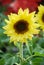 Helianthus annuus, small and potted sunflowers. small flower size