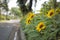 Helianthus annuus or sunflower is annual plant roadside in garden