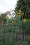 Helianthus annuus, sunflower, blooms in autumn. Berlin, Germany