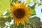 Helianthus annuus or sunflower with green leaves blossom in garden