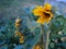 The Helianthus annuus, or Sunflower oil lat.