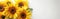 Helianthus in Bloom: Radiant Sunflower on a Pristine White Background