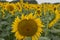 Helianthus, singled out sunflower in a field South of Bonham Texas