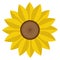 Helianthus or sunflower blossom flat color vector icon for flower apps and websites