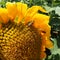 The Helianthus sunflower is a genus of plants in the Asteraceae family. Annual sunflower and tuberous sunflower