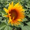 The Helianthus sunflower is a genus of plants in the Asteraceae family. Annual sunflower and tuberous sunflower