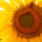 The Helianthus sunflower is a genus of plants in the Asteraceae family. Annual sunflower and tuberous sunflower