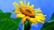 Helianthus sunflower plant flower genus close up