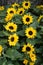 Helianthus sunflowers background