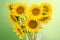 Helianthus or sunflowers, floral arrangement, bouquet, green light background, close up. Family Asteraceae