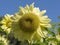 Helianthus Sunflowers Flowers - Pastel Yellow Petals