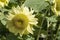 Helianthus Sunflowers Flowers - Pastel Yellow Petals