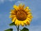 Helianthus, sunflowers (Helianthus annuus)