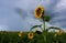Helianthus or sunflowers stand tall, straight and proud
