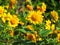 Helianthus sunflowers in sunlight in a garden