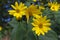 Helianthus tuberosus ornamental edible plant in bloom, yellow flowering flowers