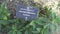 Helianthus tuberosus plant. Jerusalem artichoke. Medicinal plant. Spices and Herbs.