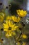 Helianthus tuberosus sunroot topinambur yellow flowering plant, beautiful Jerusalem artichoke sunchoke wild sunflower petals