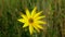 Helianthus tuberosus topinambur blossom yellow Jerusalem artichoke plant sunroot sunchoke earth apple, sunchoke wild