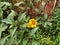 Helianthus tuberosus, yellow flowering flowers and green leaves. Sunroot.