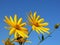 Helianthus tuberosus yellow flowers