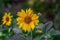 Helianthus yellow flower is exotic