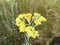 Helichrysum arenarium is also known as dwarf everlast, and as immortelle