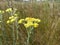 Helichrysum arenarium is also known as dwarf everlast, and as immortelle