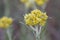 Helichrysum arenarium, dwarf everlast, immortelle yellow flowers