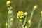 Helichrysum arenarium  dwarf everlast immortelle yellow flowers macro selective focus