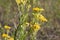 Helichrysum arenarium  dwarf everlast immortelle yellow flowers  macro selective focus