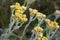Helichrysum arenarium  dwarf everlast immortelle yellow flowers macro selective focus