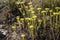 Helichrysum arenarium, immortelle yellow flowers close up