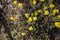 Helichrysum arenarium, immortelle yellow flowers close up