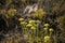 Helichrysum arenarium, immortelle yellow flowers close up