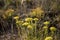 Helichrysum arenarium, immortelle yellow flowers close up