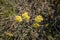 Helichrysum arenarium, immortelle yellow flowers close up