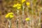 Helichrysum arenarium on meadow