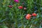 Helichrysum blur green background